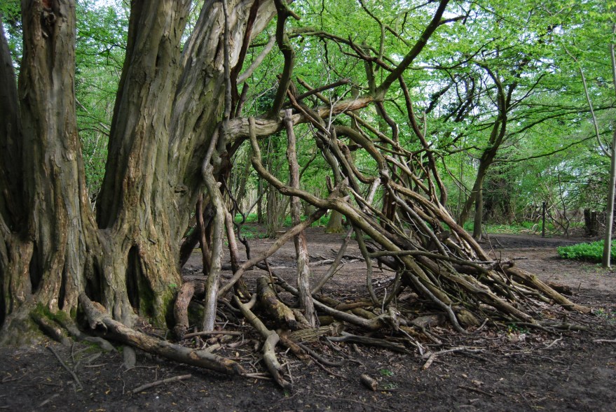 Trees at Hatfield Forest