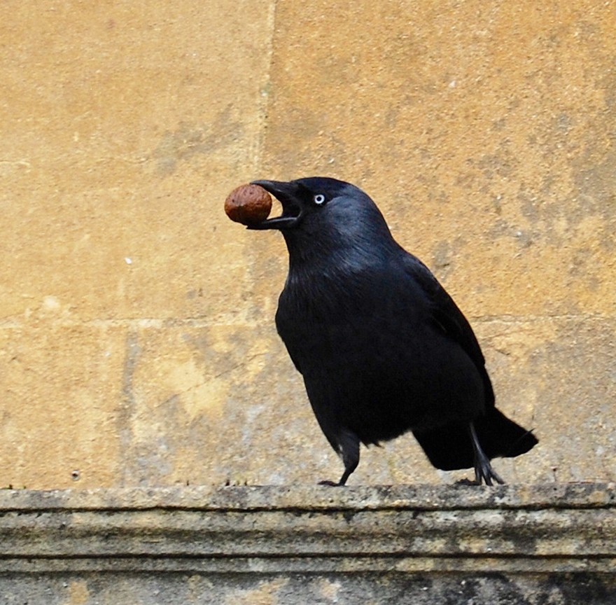 Crow with nut1.jpg