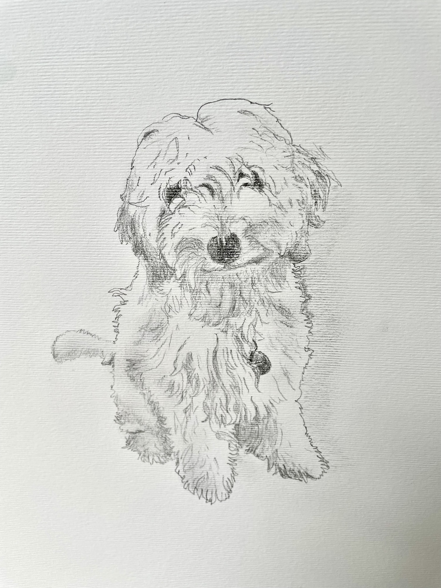 Ted, our beautiful little cockapoo – Portfolio